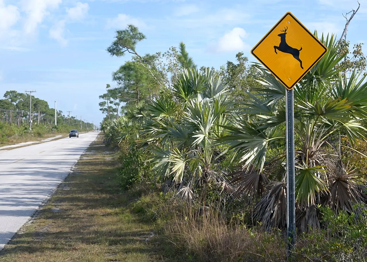 Yellow diamond Deer sign with a leaping deer symbol beside a two-lane road on Big Pine Key, Florida